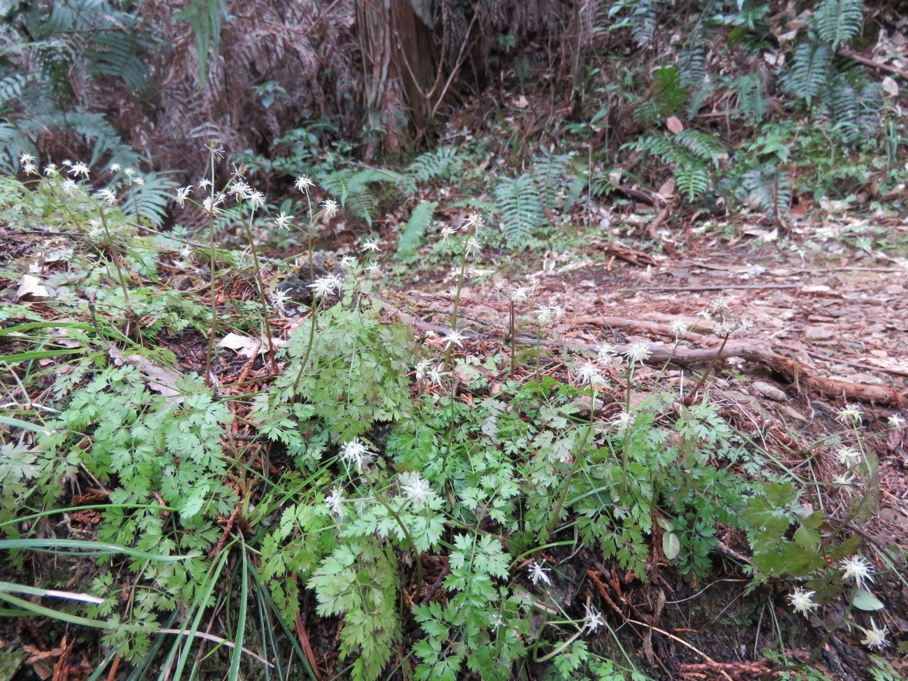 ちょこっと山歩き・見頃のコセリバオウレン群落を訪ねて！ 山大好きの山ちゃん2