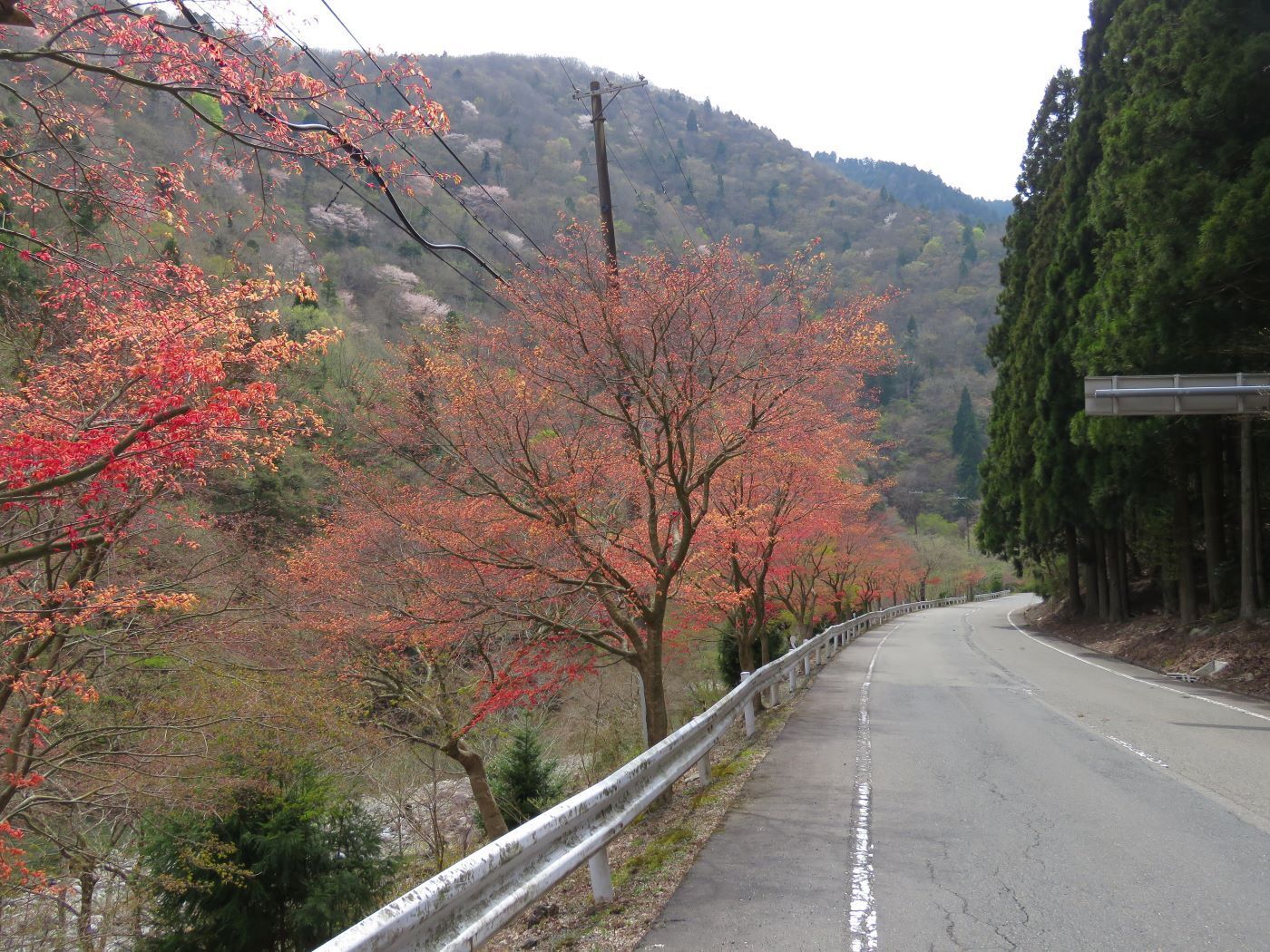 ちょこっと散策・春に紅葉するノムラモミジ!: 山大好きの山ちゃん2 ちょこっと散策・春に紅葉するノムラモミジ!: 山大好きの山ちゃん2