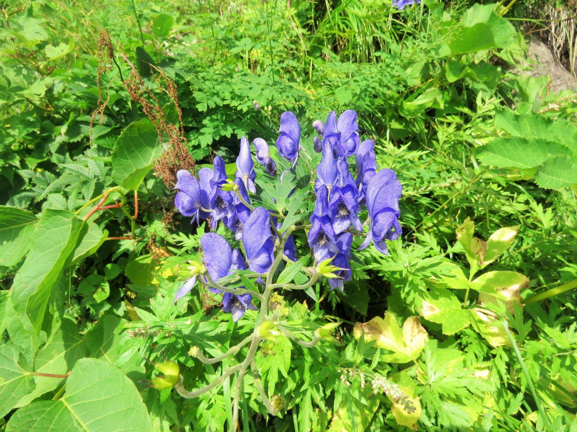 ちょこっと山歩き 白馬岳の初秋の花を訪ねて 山大好きの山ちゃん２